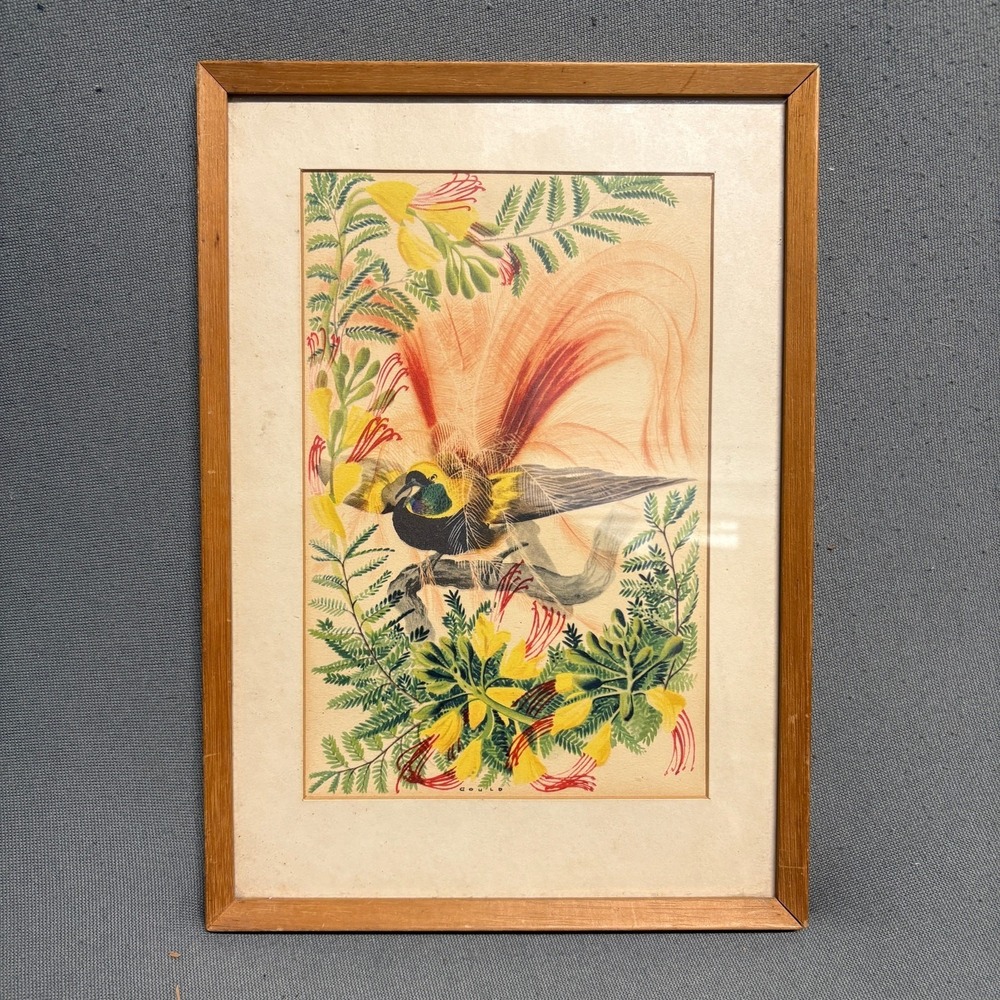 John Gould Count Raggi's Bird of Paradise Framed Print Colorful Artwork